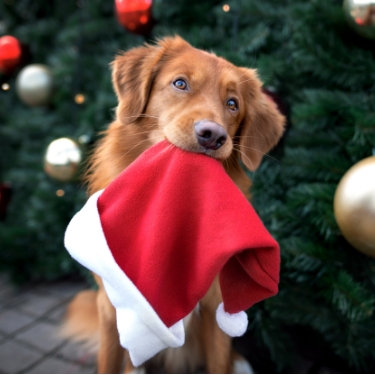 Event-Santa-PetPhotos-375x375–3 Dog holding a Santa hat.